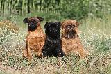 GROUPE GRIFFON BELGE